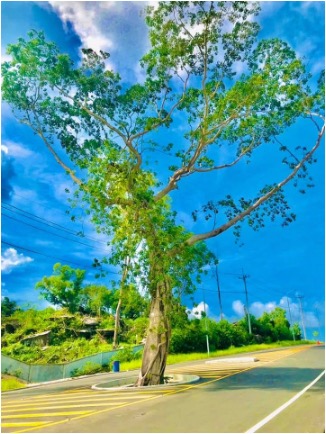 Tree Waiting for Love One
